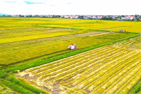 Thu hoạch lúa hè thu ở xã Lệ Thủy, tỉnh Quảng Trị.