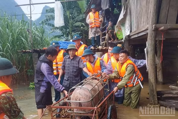 Lực lượng xã Bế Văn Đàn hỗ trợ người dân di chuyển vật nuôi đến nơi an toàn.