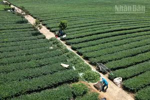 Ngày 28/5/2026, Báo Nhân Dân có bài viết “Nhiều dấu hiệu bất thường trong quản lý đất đai tại Vinatea Mộc Châu”.