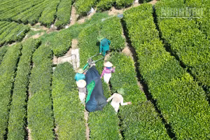 Nhiều hộ dân trồng chè phản ánh, do giá chè thu mua của Vinatea Mộc Châu thấp nên các hộ phải đổi công cắt chè cho nhau để giảm chi phí.