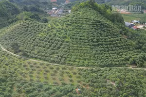 Hiện tỉnh Sơn La có 58 hợp tác xã nông nghiệp có mã số vùng trồng phục vụ xuất khẩu.