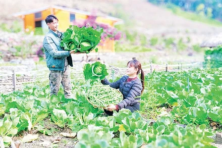 Những công việc hằng ngày của vợ chồng Hà Văn Sáng được quay bằng điện thoại và chia sẻ trên các nền tảng xã hội, đã tạo động lực cho nhiều thanh niên các dân tộc trong xã học và làm theo.