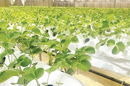 Mô hình nông nghiệp công nghệ cao hiệu quả kinh tế cao hơn so với phương pháp canh tác truyền thống.