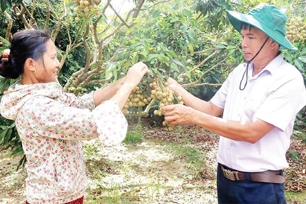 Thành viên HTX cây ăn quả đặc sản và nuôi trồng thủy sản Quyết Thắng, xã Tân Hưng trao đổi kinh nghiệm canh tác theo quy trình VietGAP.