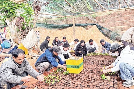 Đông đảo cán bộ, nhân dân và học sinh cùng tham gia các hoạt động sản xuất nông nghiệp.