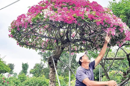 Gia đình ông Nguyễn Văn Màu (xã Hưng Khánh Trung, tỉnh Vĩnh Long) chuyển hướng sản xuất hoa giấy cổ thụ, hoa giấy hình nhà lục giác để đáp ứng nhu cầu người tiêu dùng.