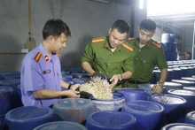 Các lực lượng chức năng tỉnh Nghệ An kiểm tra và xử lý cơ sở sản xuất giá đỗ ngâm tẩm chất 6-BAP trên địa bàn. (Nguồn CQLTT)