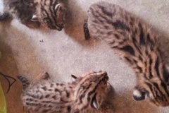 Các cá thể mèo rừng được giao nộp có tên khoa học là Prionailurus bengalensis, thuộc nhóm IIB (ảnh BTN).