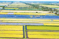 Cánh đồng lúa-tôm được giới chuyên gia đánh giá là mô hình canh tác sinh thái đặc thù tại đồng đất Cà Mau, cho ra những sản phẩm gạo hữu cơ đạt nhiều chứng nhận quốc tế và thân thiện với môi trường.