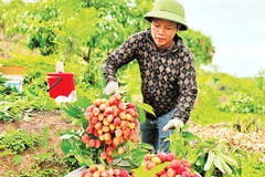 1-Anh Hoàng Văn Sơn (phải), thôn Quất Du 1 đã áp dụng mô hình trồng vải thiều sạch theo công nghệ sinh học ANISAF SH-01. 