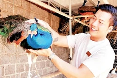 Anh Vũ Tiến Đạt bên chim công xanh trong khu chuồng nuôi.