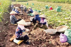 Nông dân xã Chí Minh, tỉnh Hưng Yên thu hoạch nghệ cho năng suất bình quân 27 tấn củ/ha.