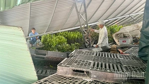 Hiện trường vụ dông lốc sáng sớm 23/7 tại xã Ba Sao, tỉnh Đồng Tháp.