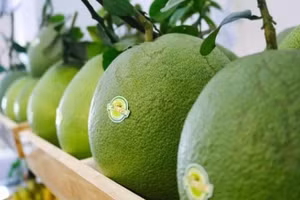 Ngày 10/4, Australia chính thức công bố điều kiện nhập khẩu bưởi tươi Việt Nam trên hệ thống BICON. (Ảnh: Chinhphu.vn)