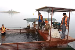 Miền bắc được đánh giá là khu vực có điều kiện thuận lợi nhất cả nước để phát triển nuôi trồng thủy sản hồ chứa.