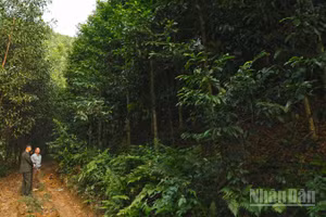 Bộ Nông nghiệp và Môi trường thúc đẩy phát triển 1 triệu ha rừng trồng gỗ lớn đến năm 2030.