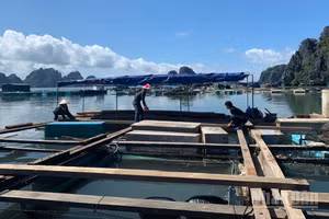 Ngư dân sửa lại lồng bè sau thiên tai. 