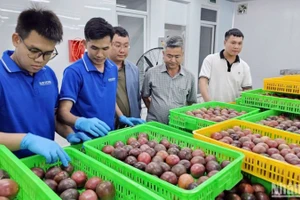 Ngành hàng chanh leo đang đứng trước thời cơ bứt phá, song vẫn còn nhiều “nút thắt” về giống, chất lượng, liên kết sản xuất và yêu cầu thị trường cần được xử lý đồng bộ.