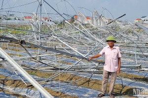 Siêu bão Yagi năm 2024 đã gây thiệt hại nặng nề cho các tỉnh phía bắc, nhất là hoạt động sản xuất nông nghiệp. 