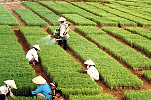 Hơn sáu thập kỷ qua, “Tết trồng cây” do Chủ tịch Hồ Chí Minh khởi xướng đã trở thành nét đẹp văn hóa mỗi độ Xuân về.