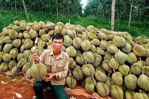 Thu hoạch sầu riêng xuất khẩu.