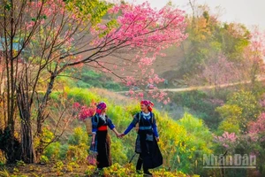 Nét đẹp hoa Tớ dày tại Mù Cang Chải. (Ảnh: THANH SƠN)