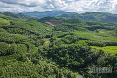 Những tán rừng ở thôn 3, xã Tiên An, huyện Tiên Phước, tỉnh Quảng Nam (cũ), nay là xã Thạnh Bình (Đà Nẵng). (Ảnh TÙNG LÂM)