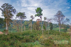 Vườn cam dưới những tán cây cổ thụ trăm năm tuổi tại Măng Đen.