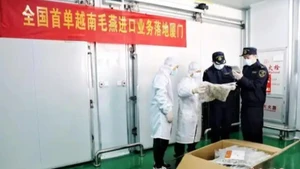 Hải quan thành phố Hạ Môn kiểm tra lô hàng tổ yến thô đầu tiên nhập khẩu từ Việt Nam. (Ảnh: Chinanews.com.cn)