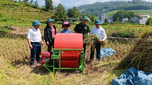 Cán bộ biên phòng tăng cường cùng lãnh đạo xã Bạch Đích, Yên Minh, Hà Giang kiểm tra đánh giá sản lượng năng suất lúa vụ mùa.