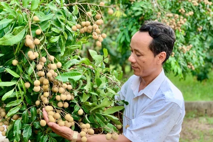 Nông dân xã Khoái Châu, tỉnh Hưng Yên trồng và chăm sóc nhãn theo quy trình VietGap.