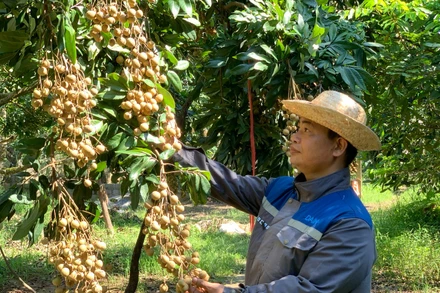 Nông dân xã Tân Hưng, tỉnh Hưng Yên trồng nhãn đường phèn cho thu nhập cao.