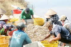 Nông dân xã Đông Thái, tỉnh An Giang thu hoạch tôm càng xanh.