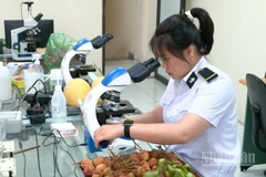 Cán bộ Kiểm dịch thực vật Tân Thanh đang lấy mẫu mặt hàng vải thiều. 