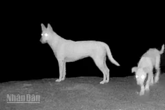 Kết quả đặt camera ghi nhận khu vực được cho là xuất hiện 4 con “khỉ trắng” trên đảo Hòn Sơn thực chất là chó do người dân nuôi.