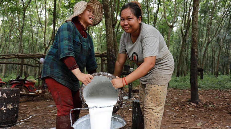 Nông dân thu gom mủ cao-su tại một đồn điền ở tỉnh Kampong Cham (Ảnh: Khmer Times)