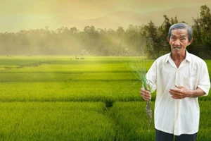 Người nông dân thông thái trên cánh đồng lúa ST25 