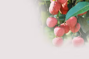 Vải thiều Hồng Xuân: Quả ngọt vườn đồi thành “ngôi sao” OCOP 5 sao quốc gia