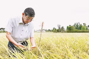 Anh hùng Lao động, kỹ sư Hồ Quang Cua - “cha đẻ” Gạo Ông Cua ST25 hai lần đoạt giải Gạo ngon nhất thế giới. (Ảnh: CAO XUÂN LƯƠNG)