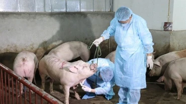 Thủ tướng Chính phủ Phạm Minh Chính vừa ký ban hành Công điện số 109/CĐ-TTg về việc triển khai quyết liệt, đồng bộ các giải pháp phòng, chống bệnh Dịch tả lợn châu Phi. (Ảnh: VGP)