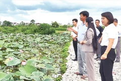 Nhiều mô hình sản xuất nông nghiệp tại Hà Nội phát huy hiệu quả kinh tế cao.