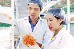 Nuôi cấy dược liệu đông trùng hạ thảo tại một doanh nghiệp ở Lâm Đồng.