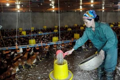 Trang trại chăn nuôi gà thịt tại xã Kiều Phú. (Ảnh ĐĂNG ANH)