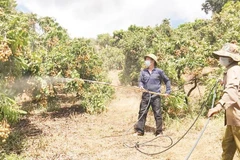 Vườn cây của gia đình ông Nguyễn Văn Binh tạo việc làm ổn định cho khoảng 15 người, từ 60 đến 70 lao động thời vụ.