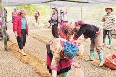 Người dân thôn Tủa Thàng đi gieo ươm hạt cà-phê.