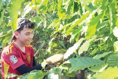 Thu hái cà-phê theo mùa vụ mang lại khoản thu nhập cao cho nhiều người.