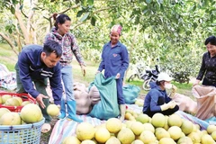 Người dân xã Xuân Vân thu hoạch bưởi Soi Hà.