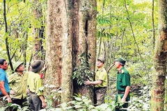 Thời gian qua, nhờ thực hiện hiệu quả công tác phòng chống cháy rừng, rừng tự nhiên ở xã Việt Hồng, tỉnh Lào Cai phát triển tốt.