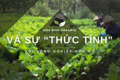 Hòa Bình Organic và sự “thức tỉnh” với nông nghiệp hữu cơ.