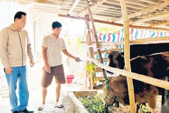 Hạn chế trong chăn nuôi đại gia súc khu vực Đồng bằng sông Hồng là quy mô nhỏ lẻ.